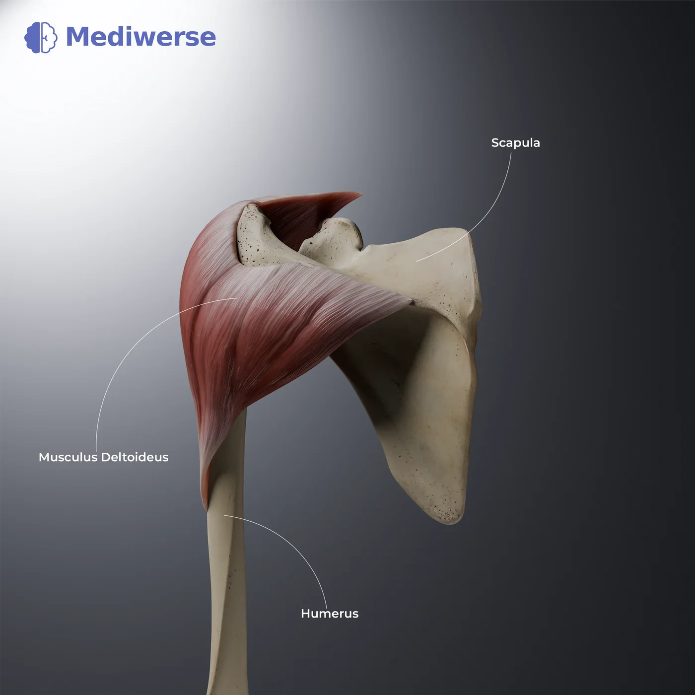 Scapula and deltoid muscle anatomy labels in Svenska